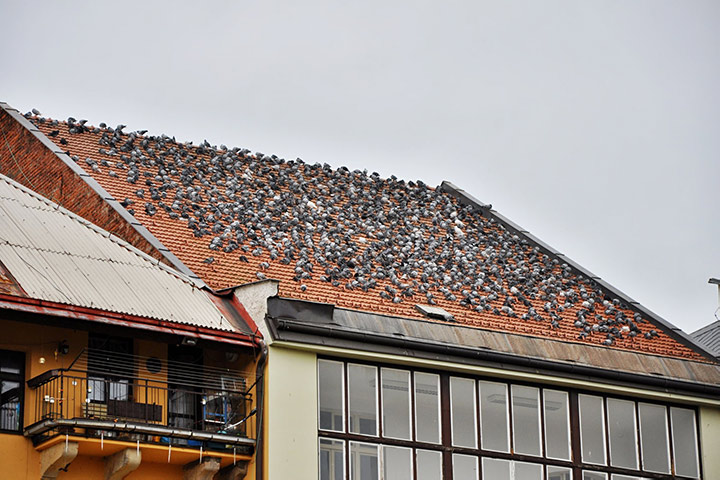 A2B Pest Control are able to install spikes to deter birds from roofs in Maghull. 
