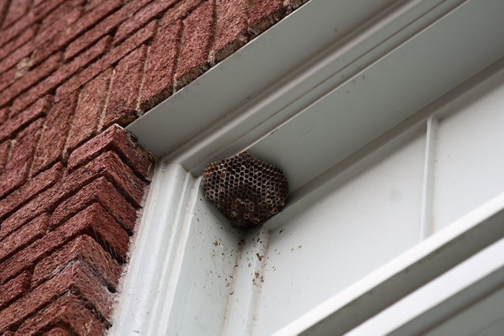 We provide a wasp nest removal service for domestic and commercial properties in Maghull.